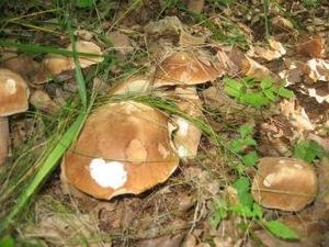 Klikni pro velký obrázek