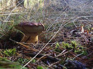 Klikni pro velký obrázek