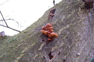 Klikni pro velký obrázek