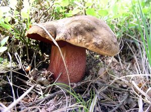 Klikni pro velký obrázek