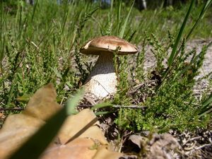 Klikni pro velký obrázek