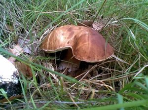 Klikni pro velký obrázek