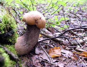 Klikni pro velký obrázek