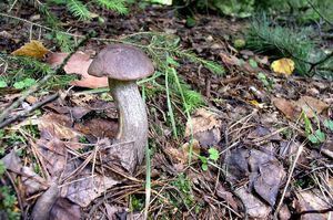 Klikni pro velký obrázek