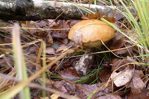 Klikni pro velký obrázek