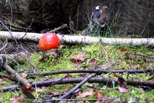 Klikni pro velký obrázek