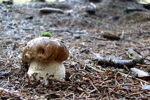 Klikni pro velký obrázek