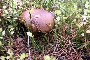 Klikni pro velký obrázek