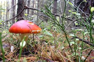 Klikni pro velký obrázek