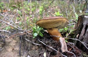 Klikni pro velký obrázek