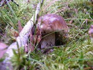 Klikni pro velký obrázek