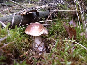 Klikni pro velký obrázek