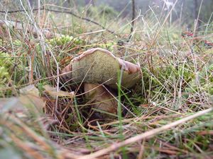 Klikni pro velký obrázek