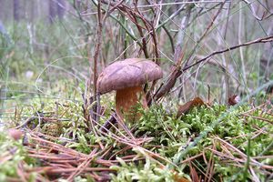 Klikni pro velký obrázek