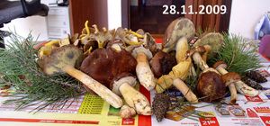 Klikni pro velký obrázek