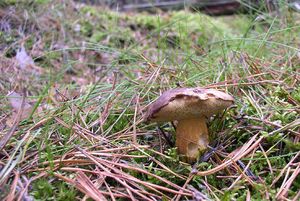 Klikni pro velký obrázek