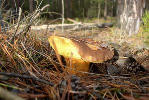 Klikni pro velký obrázek