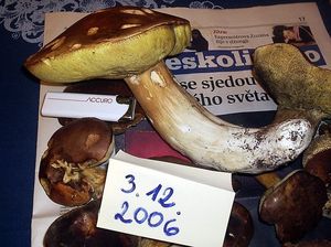 Klikni pro velký obrázek