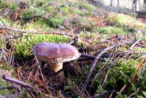 Klikni pro velký obrázek