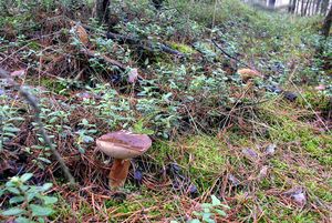 Klikni pro velký obrázek