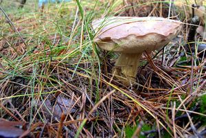 Klikni pro velký obrázek