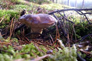 Klikni pro velký obrázek