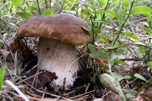 Klikni pro velký obrázek