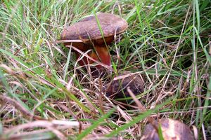 Klikni pro velký obrázek