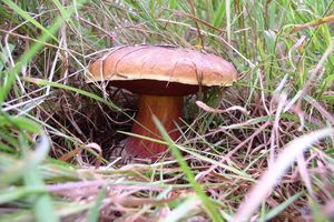 Klikni pro velký obrázek