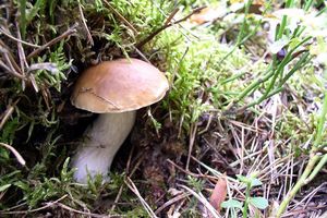 Klikni pro velký obrázek