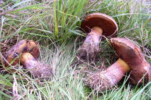 Klikni pro velký obrázek