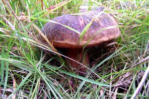 Klikni pro velký obrázek