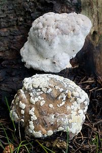 Klikni pro velký obrázek