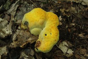 Klikni pro velký obrázek