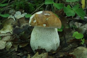 Klikni pro velký obrázek