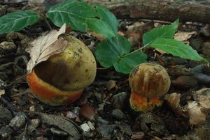 Klikni pro velký obrázek