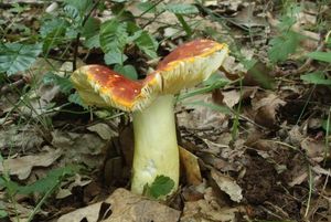 Klikni pro velký obrázek