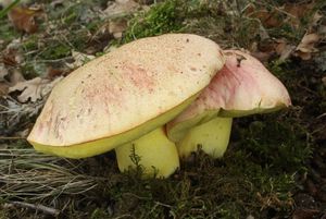 Klikni pro velký obrázek