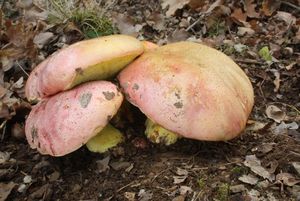 Klikni pro velký obrázek