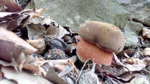 Klikni pro velký obrázek