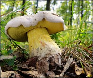 Klikni pro velký obrázek