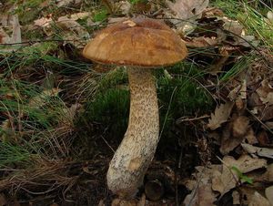 Klikni pro velký obrázek