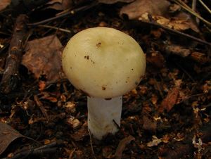 Klikni pro velký obrázek