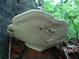 Lesklokorka ploská - Ganoderma applanatum