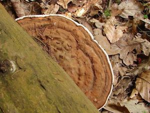 Lesklokorka ploská - Ganoderma applanatum