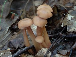 Klikni pro velký obrázek