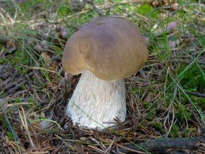 Klikni pro velký obrázek