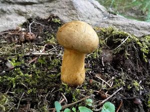 Klikni pro velký obrázek