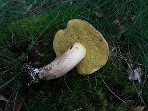 Klikni pro velký obrázek