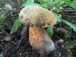 Klikni pro velký obrázek